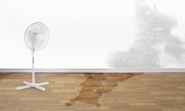 Best Mold removal after water damage  in Clymer, PA